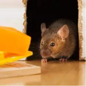Rodent Control 