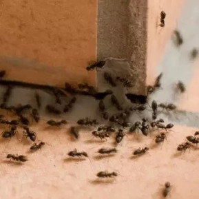 Insect Control 