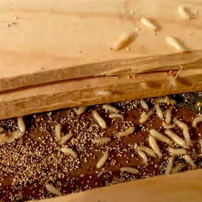 Termite Control 